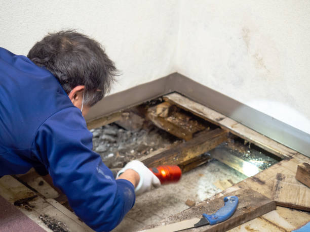 Professional Mold Removal in Marbleton, WY