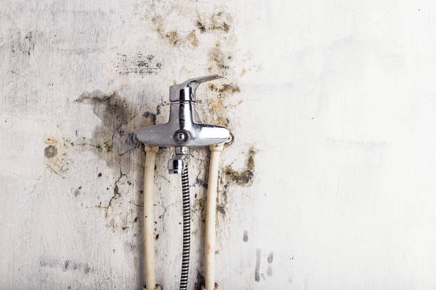 Best Toxic Mold Removal  in Marbleton, WY
