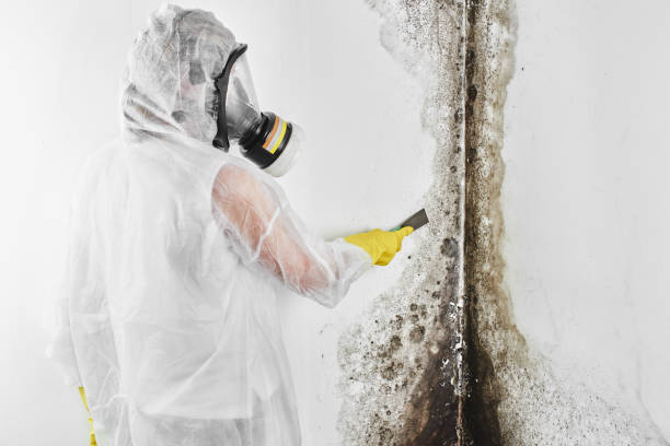 Best Mold Testing  in Marbleton, WY