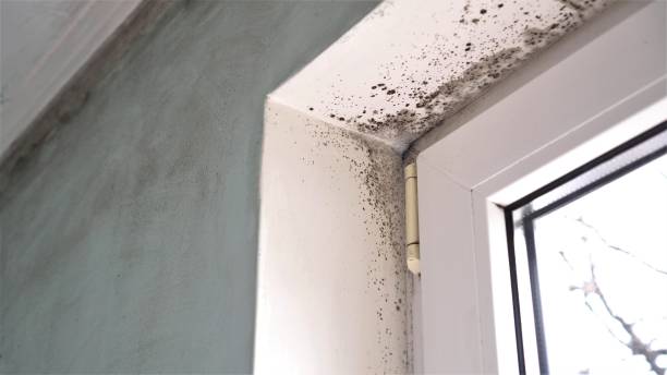 Best Mold Removal Company Near Me  in Marbleton, WY