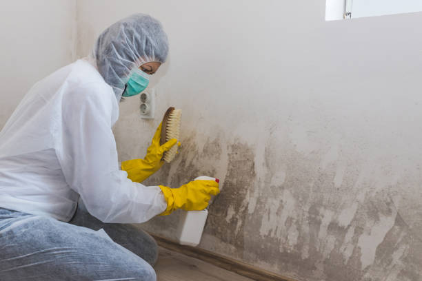 Best Local Mold Removal Service  in Marbleton, WY