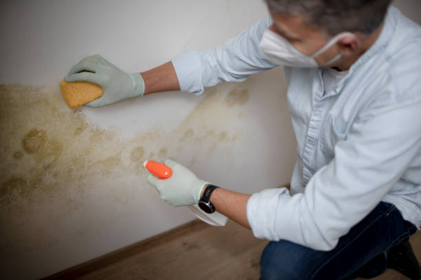 Best Mold Damage Repair  in Marbleton, WY
