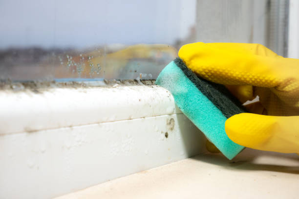 Best Mold Removal Company Near Me  in Marbleton, WY