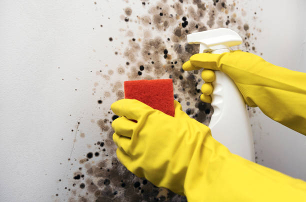 Best Same-Day Mold Removal  in Marbleton, WY