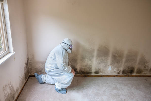 Best Certified Mold Removal  in Marbleton, WY