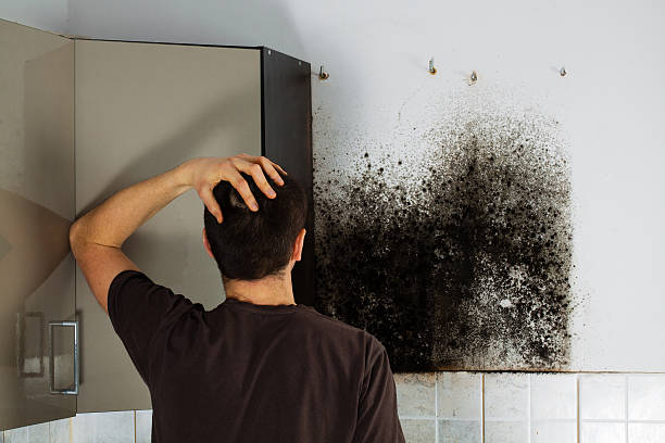 Best Affordable Mold Removal  in Marbleton, WY