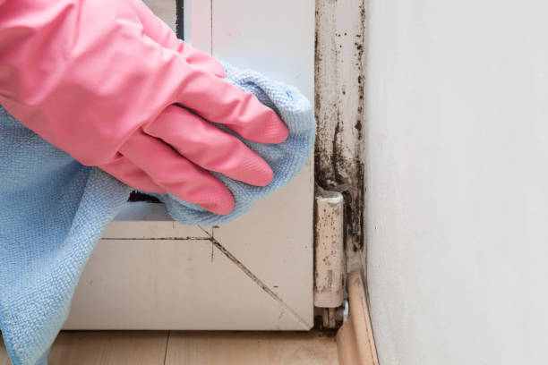 Best Professional Mold Removal  in Marbleton, WY