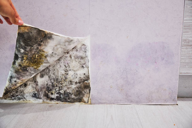 Best Certified Mold Removal  in Marbleton, WY